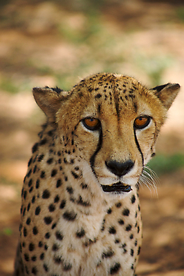 포토 JPG 해외이미지 동물 야생동물 줄기 포유류 아프리카 자연 휴식 털 동물원 사람없음 야외 환경 고양이 점 황무지 위험 큼 사파리 손목시계 속도 사냥 육식동물 사냥꾼 내추럴 포식 해외202004 해외포토 식물 직업 나라 시계 컨셉 장신구 반려동물 크기 생태계 파일형식 이미지허브