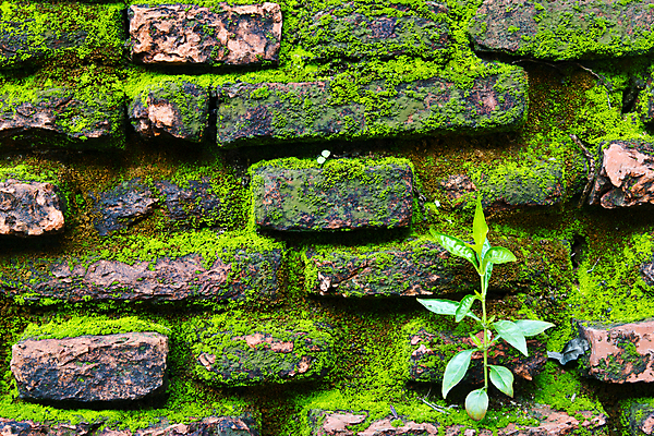 포토 JPG 해외이미지 벽 조각 백그라운드 패턴 오렌지 벽지 표면 날씨 벽돌 돌담 사람없음 건물 일상 가로 빨간색 세로 갈색 노란색 블록 도시 얼룩 역사 파편 건축가 타일 질감 시멘트 점토 벽돌담 직사각형 고체 옛날 콘크리트 많음 규칙적 해외202004 해외포토 도형 직업 건축물 컬러 컨셉 무늬 과일 라이프 담장 돌_바위 파일형식 이미지허브