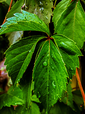 포토 JPG 해외이미지 식물 디자인 계절 백그라운드 컨셉 잎 패턴 농업 자연 포도 추상 건강 풍경 사람없음 야외 장식 초록색 물 여름 환경 와인 정원 봄 젖음 성장 흰색 물방울 나뭇가지 신선 닫기 떨어짐 이슬 묘사 유기농 질감 포도밭 포도나무 내추럴 엘리먼트 해외202004 해외포토 자연요소 나무 웰빙 산업 컬러 무늬 밭 과일 모션 주류 과일나무 생태계 파일형식 이미지허브