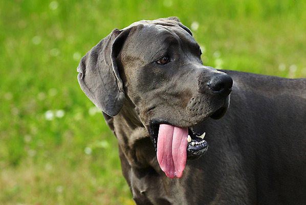포토 JPG 해외이미지 동물 응시 얼굴 백그라운드 포유류 털 피곤 사람없음 반려동물 머리 우정 듣기 주름 변화 개 작음 큼 눈썹 코 낮잠 귀 송곳니 신앙심 지능 해외202004 해외포토 시선 컨셉 모션 신체부위 친구 잠 치아 크기 파일형식 이미지허브