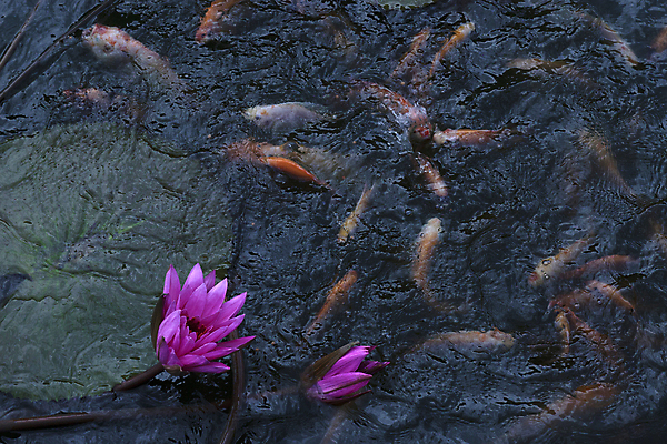 포토 JPG 해외이미지 식물 계절 공원 꽃잎 꽃 아시아 호수 분홍색 백그라운드 잎 꽃무늬 자연 어류 동양인 사람없음 야외 빨간색 초록색 물 빛 반사 정원 수영 봄 벚꽃 연못 황금 금붕어 동쪽 내추럴 깊이 이국적 해외202004 해외포토 자연요소 공공시설 나라 컬러 무늬 인종 수중동물 수상스포츠 방향 생태계 파일형식 이미지허브