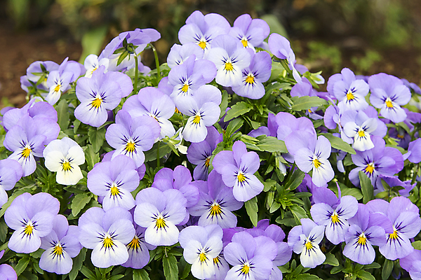 포토 JPG 해외이미지 식물 공원 꽃 백그라운드 잎 자연 사람없음 컬러풀 노란색 새싹 정원 보라색 봄 개화 다발 제비꽃 뒤뜰 비올라 해외202004 해외포토 계절 공공시설 컬러 생태계 파일형식 찰현악기 이미지허브