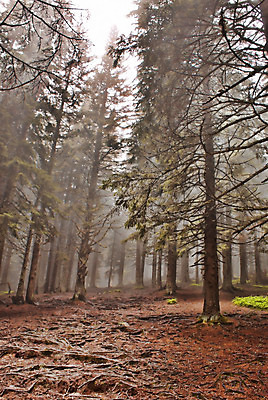 포토 JPG 해외이미지 나무 식물 줄기 잎 자연 아침 풍경 사람없음 야외 햇빛 환경 안개 성장 황무지 숲 신비 뿌리 해외202004 해외포토 주간 컨셉 날씨 태양 생태계 파일형식 이미지허브