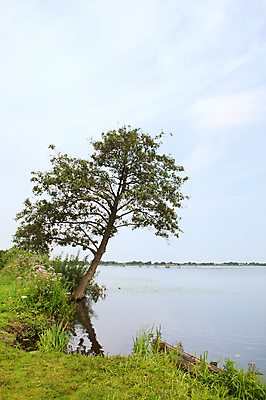 포토 JPG 해외이미지 나무 꽃 호수 자연 풍경 사람없음 세로 물 네덜란드 해외202004 해외포토 자연요소 식물 유럽 생태계 파일형식 이미지허브