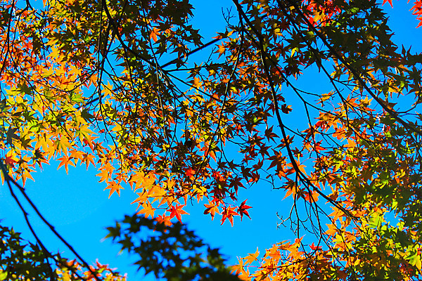 포토 JPG 해외이미지 나무 식물 계절 공원 실루엣 도로 여행 백그라운드 무지개 잎 패턴 자연 하늘 지붕 휴식 풍경 사람없음 빨간색 파란색 빛 컬러풀 햇빛 태양 정원 일본 활발 덮개 가을 나뭇가지 신선 보행로 닫기 숲 그늘 오솔길 강렬 해외202004 해외포토 자연요소 공공시설 아시아 길 컬러 컨셉 무늬 교통시설 모션 촬영기법 뚜껑 생태계 파일형식 이미지허브