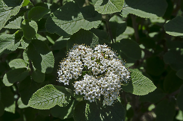포토 JPG 해외이미지 식물 계절 꽃 음식 백그라운드 잎 자연 사람없음 치료 초록색 약 벚꽃 흰색 나뭇가지 신선 개화 허브 관목 묘사 향기 꽃가루 불가리아 해외202004 해외포토 나무 컬러 의학 가루 생태계 냄새 파일형식 남유럽 이미지허브