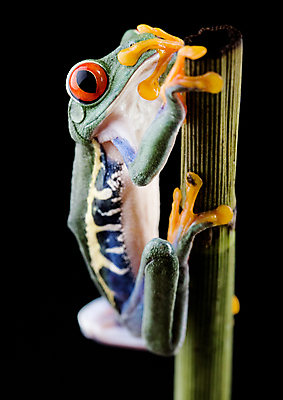 포토 JPG 해외이미지 한마리 야생동물 검은배경 실내 매달리기 양서류 사람없음 청개구리 잎줄기 해외202004 해외포토 동물 1 줄기 백그라운드 모션 개구리 내부 검은색 파일형식 이미지허브