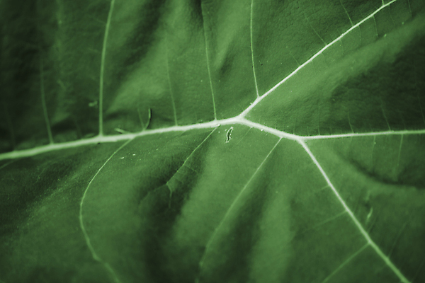 포토 JPG 해외이미지 나무 식물 잎 자연 표면 흑백 사람없음 중국 관목 질감 웨이브 얇은 이국적 취급주의 해외202004 해외포토 아시아 촬영기법 경고 생태계 파일형식 이미지허브