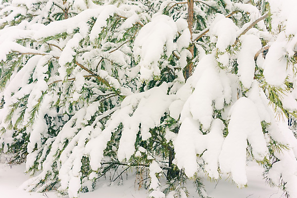 포토 JPG 해외이미지 나무 계절 공원 여행 백그라운드 크리스마스 겨울 동화 휴가 스키 풍경 사람없음 야외 목재 얼음 하이킹 추위 덮개 흰색 농촌 소나무 숲 서리 흐림 눈보라 폭설 가문비나무 겨울풍경 해외202004 해외포토 자연요소 식물 공공시설 기념일 컬러 재료 레저 날씨 겨울스포츠 눈_날씨 뚜껑 시골 자연재해 파일형식 이미지허브