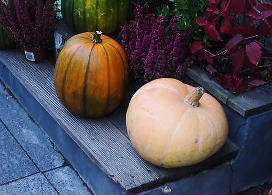 포토 JPG 해외이미지 식물 계절 음식 백그라운드 채소 오렌지 자연 휴가 건강 사람없음 장식 초록색 노란색 할로윈 수확 가을 신선 닫기 맛 신비 날것 추수감사절 스쿼시 내추럴 땅바닥 숙성 채식주의자 비건 해외202004 해외포토 기독교 스포츠 컬러 컨셉 농업 과일 모션 바닥 구기 생태계 채식 파일형식 이미지허브