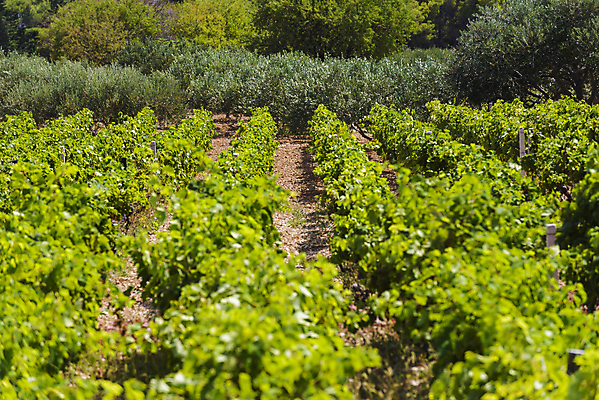 포토 JPG 해외이미지 나무 식물 유럽 바다 섬 밭 농업 자연 풍경 사람없음 야외 초록색 여름 농장 농경지 와인 흙 시골 숲 지중해 올리브 포도밭 장면 포도나무 크로아티아 해외202004 해외포토 계절 열매 나라 산업 컬러 주류 과일나무 생태계 파일형식 이미지허브