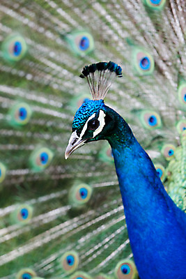 포토 JPG 해외이미지 동물 남자 백그라운드 패턴 자연 조류 기술 사람없음 초록색 파란색 컬러풀 머리 활발 의식 우아함 공작 전시회 깃털 꼬리 부리 목 보여주기 꿩 수탉 멀티 웅장함 터키석 해외202004 해외포토 컬러 컨셉 무늬 모션 사람 신체부위 전시 닭 보석 수컷 생태계 파일형식 이미지허브