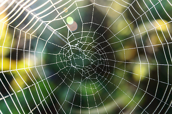 포토 JPG 해외이미지 디자인 곤충 백그라운드 패턴 목걸이 자연 아침 추상 사람없음 장식 초록색 물 여름 빛 검은색 웹 어둠 젖음 안개 흰색 물방울 잡기 원형 그물 네트워크 실 닫기 떨어짐 이슬 연결 위험 무서움 크리스탈 실크 거미줄 빗방울 묘사 질감 거미 올가미 내추럴 해외202004 해외포토 주간 자연요소 도형 동물 계절 감정 컬러 컨셉 무늬 인터넷 장신구 모션 날씨 직물 비_날씨 광석 생태계 파일형식 이미지허브