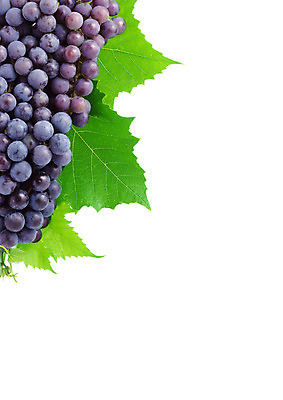 포토 JPG 해외이미지 식물 라이프스타일 계절 열매 길 음료 음식 백그라운드 농업 과일 재료 자연 포도 건강 사람없음 여름 파란색 농작물 성장 가을 흰색 신선 화려 달콤 자르기 다발 먹기 싱글 상쾌 날것 포도밭 포도나무 고립 숙성 양조 양조장 채식주의자 비건 해외202004 해외포토 감정 산업 컬러 컨셉 밭 모션 생활 맛 과일나무 생태계 채식 파일형식 이미지허브