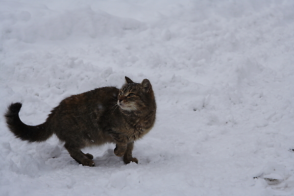 포토 JPG 해외이미지 동물 겨울 자연 털 사람없음 반려동물 고양이 추위 흰색 시력 해외202004 해외포토 계절 컬러 포유류 생태계 파일형식 이미지허브