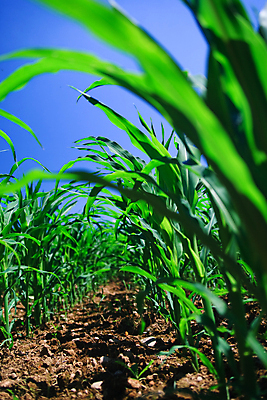 포토 JPG 해외이미지 식물 계절 산업 음식 줄기 잎 밭 농업 채소 자연 날씨 건강 옥수수 풍경 사람없음 야외 초록색 여름 농작물 컬러풀 농장 환경 봄 수확 성장 시골 신선 낟알 묘사 유기농 먼지 진흙 내추럴 밭일 줄서기 해외202004 해외포토 웰빙 컬러 모션 곡류 생태계 파일형식 이미지허브