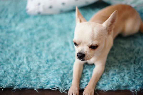 포토 JPG 해외이미지 동물 포스터 새끼 백그라운드 포유류 바닥 주택 털 실내 미술 사람없음 목재 파란색 반려동물 금발 검은색 카펫 방 미니어처 흰색 잠 화려 개 달콤 강아지 인쇄 작음 담요 모피 크림 만족 진흙 치와와 송곳니 기르기 유래 해외202004 해외포토 나무 헤어스타일 감정 컬러 컨셉 재료 문화예술 내부 건물 모형 맛 치아 크기 돌봄 파일형식 이미지허브