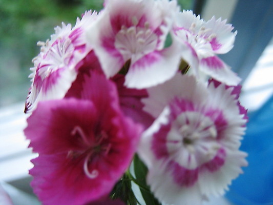 포토 JPG 해외이미지 식물 동물 열매 꽃 분홍색 곤충 과일 자연 사람없음 빨간색 초록색 여름 파란색 노란색 보라색 봄 체리 해외202004 해외포토 계절 컬러 생태계 파일형식 이미지허브