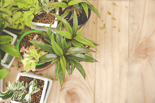 포토 JPG 해외이미지 나무 식물 백그라운드 잎 비행기 미술 사람없음 목재 장식 초록색 환경 정원 흰색 신선 허브 질감 수목 영원 옛날 해외202004 해외포토 컬러 재료 항공교통 문화예술 대중교통 파일형식 이미지허브