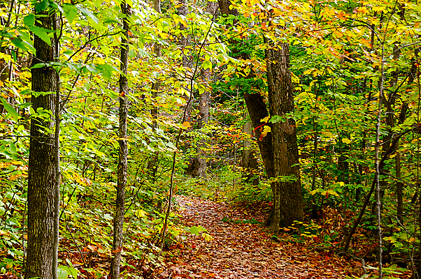 포토 JPG 해외이미지 나무 공원 잎 자국 풍경 사람없음 태양 가을 떨어짐 숲 해외202004 해외포토 자연요소 식물 계절 공공시설 컨셉 파일형식 이미지허브