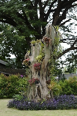 포토 JPG 해외이미지 나무 식물 디자인 꽃 꽃다발 자연 사람없음 야외 장식 정원 질감 기생충 양치류 해외202004 해외포토 바이러스 생태계 파일형식 이미지허브