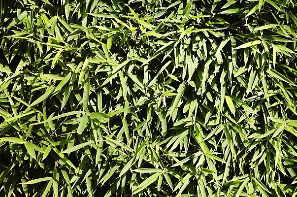 포토 JPG 해외이미지 나무 식물 백그라운드 잎 자연 사람없음 초록색 정원 나뭇가지 대나무 내추럴 해외202004 해외포토 컬러 생태계 파일형식 이미지허브