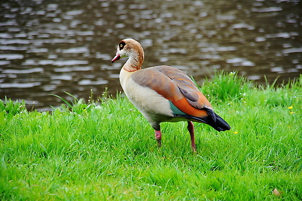 포토 JPG 해외이미지 동물 조류 서기 사람없음 갈색 거위 물새 해외202004 해외포토 컬러 모션 파일형식 이미지허브