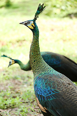 포토 JPG 해외이미지 나무 동물 1 야생동물 백그라운드 잎 오렌지 노래 자연 조류 휴식 종류 앉기 사람없음 야외 빨간색 초록색 여름 파란색 우주 봄 회색 바위 흰색 나뭇가지 공작 묘사 싱글 생물학 서식지 생태학 해외202004 해외포토 식물 계절 교육 음악 컬러 컨셉 과일 모션 돌_바위 생태계 파일형식 이미지허브