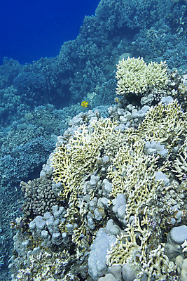 포토 JPG 해외이미지 동물 야생동물 스포츠 바다 아프리카 자연 이집트 어류 풍경 사람없음 물 파란색 햇빛 바닷속 수중 스노클링 호주 잠수부 위험 생태계 다이빙 인도네시아 홍해 몰디브 카리브해 깊이 소금물 해외202004 해외포토 자연요소 나라 아시아 컬러 컨셉 태양 수영 수중동물 수상스포츠 오세아니아 전문직 수중스포츠 파일형식 이미지허브