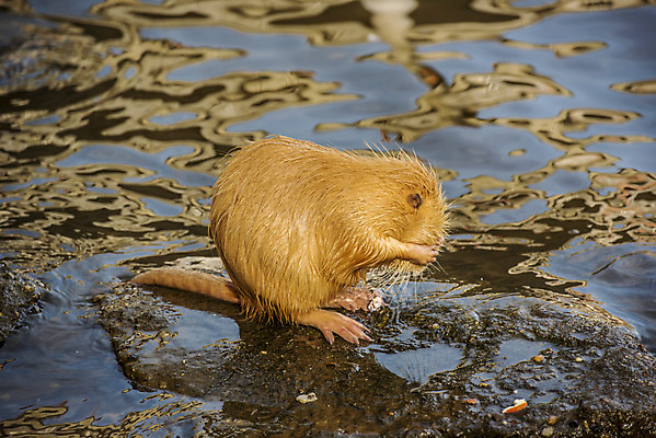 포토 JPG 해외이미지 동물 야생동물 털 사람없음 강 젖음 쥐 설치류 체코 프라하 위생관리 해외202004 해외포토 유럽 관리 파일형식 이미지허브