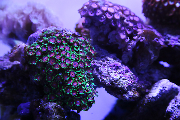 포토 JPG 해외이미지 사람없음 수중 산호 수족관 해외202004 해외포토 자포동물 파일형식 이미지허브