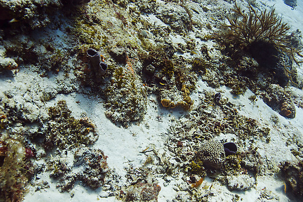 포토 JPG 해외이미지 야생동물 바다 학교 자연 열대 어류 풍경 사람없음 물 컬러풀 바닷속 수중 미국 다양 스노클링 산호 다이빙 암초 석호 깊이 동물상 소금물 이국적 해외202004 해외포토 자연요소 동물 교육 컬러 다수 북아메리카 조형물 수영 수중동물 수상스포츠 자포동물 생태계 수중스포츠 파일형식 이미지허브