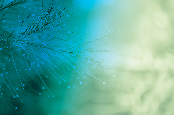 포토 JPG 해외이미지 나무 식물 디자인 계절 백그라운드 크리스마스 겨울 패턴 자연 하늘 휴가 새로움 사람없음 야외 목재 장식 파란색 빛 냉동 얼음 축제 추위 흰색 나뭇가지 소나무 숲 12월 연도 묘사 질감 서리 상록수 침엽수 전나무 내추럴 가문비나무 해외202004 해외포토 자연요소 기념일 컬러 컨셉 무늬 재료 날짜 생태계 파일형식 이미지허브