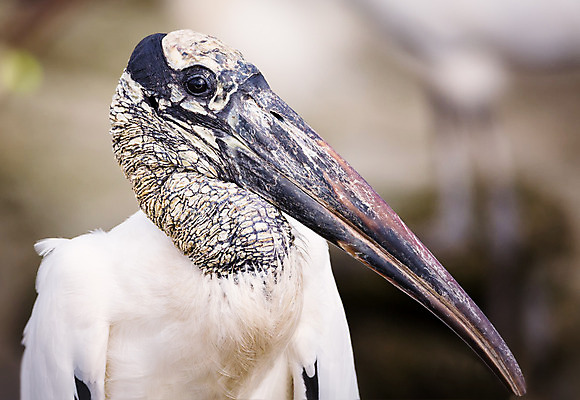 포토 JPG 해외이미지 동물 1 응시 공원 야생동물 백그라운드 자연 조류 사람 사람없음 검은색 미국 흰색 사파리 깃털 부리 슛 고립 혼자 황새 못생김 플로리다 해외202004 해외포토 시선 공공시설 컬러 북아메리카 생태계 파일형식 이미지허브
