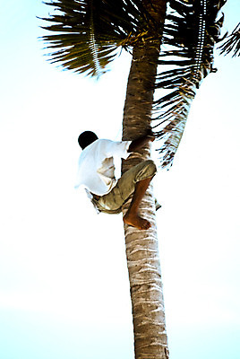포토 JPG 해외이미지 나무 모래 바다 섬 여행 항해 손바닥 사람 사람없음 모래사장 야자수 검은색 코코넛 도미니카공화국 해외202004 해외포토 식물 손 컬러 배_교통 과일 남아메리카 파일형식 이미지허브