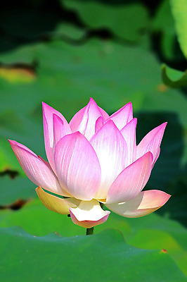 포토 JPG 해외이미지 식물 공원 꽃잎 꽃 호수 분홍색 백그라운드 잎 꽃무늬 자연 연꽃 사람없음 야외 초록색 물 여름 컬러풀 환경 정원 중국 침묵 고요 벚꽃 연못 신선 개화 백합 수련 순수 명상 원예 내추럴 해외202004 해외포토 자연요소 계절 공공시설 아시아 컬러 컨셉 무늬 취미 소리 생태계 파일형식 이미지허브