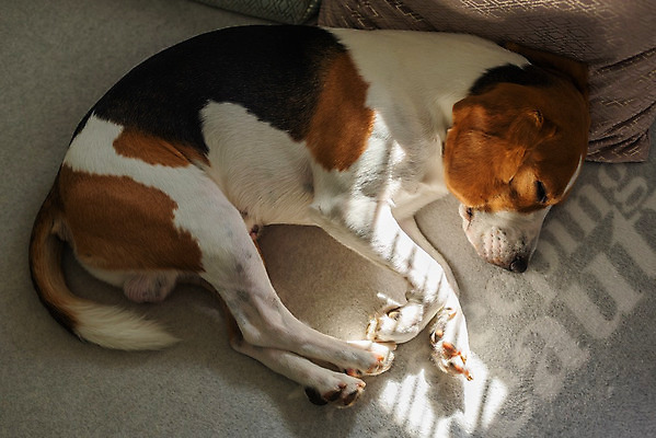 포토 JPG 해외이미지 동물 포유류 사람없음 반려동물 개 사냥개 비글 송곳니 기르기 유래 해외202004 해외포토 치아 돌봄 파일형식 이미지허브