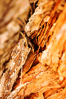 포토 JPG 해외이미지 나무 식물 계절 유럽 백그라운드 겨울 패턴 농업 부분 자연 포도 추상 건조 사람없음 야외 목재 갈색 환경 와인 어둠 놀람 수확 성장 나뭇가지 시골 죽음 거친 스페인 닫기 묘사 유기농 질감 포도밭 포도나무 나무껍질 내추럴 그런지 밭일 옛날 초능력 해외202004 해외포토 웰빙 감정 나라 산업 컬러 무늬 밭 과일 재료 모션 주류 표정 껍질 과일나무 생태계 파일형식 이미지허브