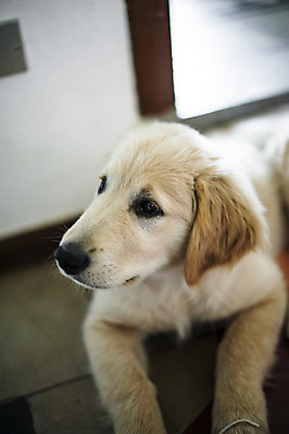 포토 JPG 해외이미지 동물 한마리 남자 행복 새끼 주택 실내 사람없음 반려동물 우정 방 황금 닫기 개 골든리트리버 리트리버 강아지 송곳니 유래 해외202004 해외포토 1 감정 포유류 모션 사람 내부 건물 친구 치아 파일형식 이미지허브