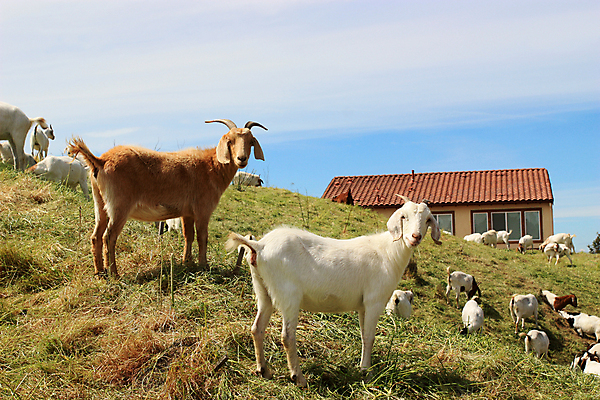 포토 JPG 해외이미지 동물 커플 음식 밭 농업 포유류 자연 하늘 염소 주택 털 뿔 사람없음 야외 초록색 여름 파란색 농장 갈색 머리 마을 가축 봄 목장 우유 흰색 시골 오픈 그룹 소 군중 작음 방목 날카로움 장면 내추럴 외양간 밭일 많음 해외202004 해외포토 계절 산업 컬러 컨셉 관계 유제품 사람 건물 신체부위 축산업 크기 생태계 파일형식 이미지허브