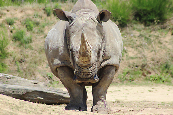 포토 JPG 해외이미지 동물 1 공원 얼굴 야생동물 포유류 아프리카 자연 초식동물 뿔 동물원 종류 서기 성인 사람없음 야외 가로 머리 힘 회색 흰색 닫기 보호 위험 큼 사파리 피부 싱글 귀 멸종 케냐 코뿔소 남쪽 내추럴 동물상 사바나 전국 흥미 힘찬 해외202004 해외포토 멸종위기종 공공시설 나라 컬러 컨셉 모션 사람 신체부위 조형물 크기 방향 생태계 파일형식 이미지허브