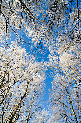 포토 JPG 해외이미지 나무 식물 구름 계절 공원 백그라운드 겨울 패턴 발 자연 하늘 왕관 바닥 풍경 사람없음 야외 목재 옆모습 장식 파란색 환경 냉동 얼음 추위 성장 덮개 흰색 나뭇가지 소나무 거친 눈송이 선택 숲 큼 서리 북쪽 침엽수 전나무 눈내림 가문비나무 해외202004 해외포토 자연요소 공공시설 뷰포인트 컬러 컨셉 무늬 재료 눈_날씨 신체부위 뚜껑 크기 방향 생태계 파일형식 이미지허브