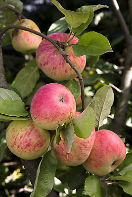 포토 JPG 해외이미지 나무 식물 음식 과일 자연 매달리기 사람없음 빨간색 농작물 농장 수확 가을 나뭇가지 사과 과수원 유혹 유기농 해외202004 해외포토 웰빙 계절 컬러 컨셉 농업 모션 생태계 파일형식 이미지허브