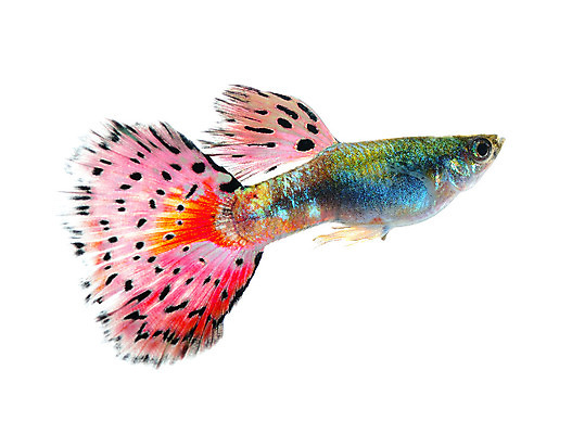 포토 JPG 해외이미지 동물 남자 백그라운드 이동 오렌지 모션 자연 어류 사람없음 장식 빨간색 물 반려동물 유행 검은색 수중 수영 신선 공작 꼬리 탱크 수족관 강렬 고립 해외202004 해외포토 자연요소 컬러 컨셉 과일 조류 사람 수중동물 수상스포츠 생태계 파일형식 이미지허브