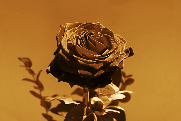 포토 JPG 해외이미지 식물 기념일 꽃잎 꽃 줄기 결혼 발렌타인데이 사랑 사람없음 빨간색 초록색 파란색 장미 우아함 향기 해외202004 해외포토 감정 컬러 컨셉 데이이벤트 이벤트 냄새 파일형식 이미지허브