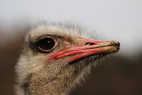 포토 JPG 해외이미지 동물 야생동물 자연 조류 사람없음 머리 닫기 부리 타조 계산서 해외202004 해외포토 모션 신체부위 생태계 파일형식 이미지허브