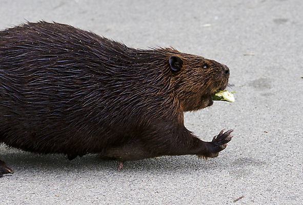 포토 JPG 해외이미지 모양 나무 도로 호수 음식 캐나다 털 종류 풍경 사람없음 물 강 갈색 힘 산책 연못 최고 막대기 닫기 설치류 큼 북쪽 고립 비버 디테일 해외202004 해외포토 자연요소 식물 동물 길 컬러 북아메리카 교통시설 모션 휴식 크기 방향 파일형식 이미지허브