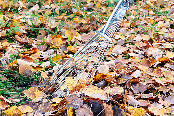 포토 JPG 해외이미지 직업 계절 잎 오렌지 자연 건조 잔디 사람없음 야외 노란색 정원 가을 공구 시골 업무 부채 떨어짐 11월 청소 원예 10월 삭제 갈퀴 뒤뜰 원예사 해외202004 해외포토 식물 컬러 컨셉 과일 취미 도구 작업 날짜 생태계 파일형식 이미지허브