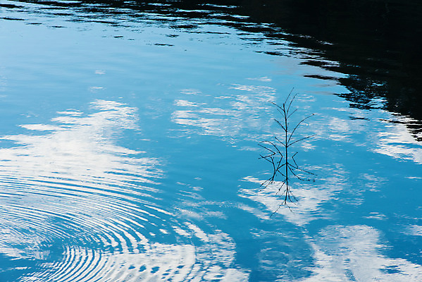 포토 JPG 해외이미지 나무 식물 구름 호수 파도 백그라운드 자연 하늘 아침 미술 풍경 사람없음 야외 물 반사 어둠 젖음 나뭇가지 고독 신비 홍수 내추럴 벌거벗은 침몰 해외202004 해외포토 주간 자연요소 감정 바다 컨셉 문화예술 자연재해 생태계 파일형식 이미지허브