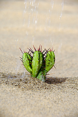 포토 JPG 해외이미지 식물 모래 컨셉 모션 자연 선인장 건조 따뜻함 사람없음 초록색 물 젖음 사막 흐름 추위 신선 뜨거움 액체 황무지 붓기 갈증 순수 질감 쏟아짐 온도 스파이크 사하라 내추럴 스플래쉬 생존 해외202004 해외포토 자연요소 컬러 아프리카 생태계 파일형식 이미지허브